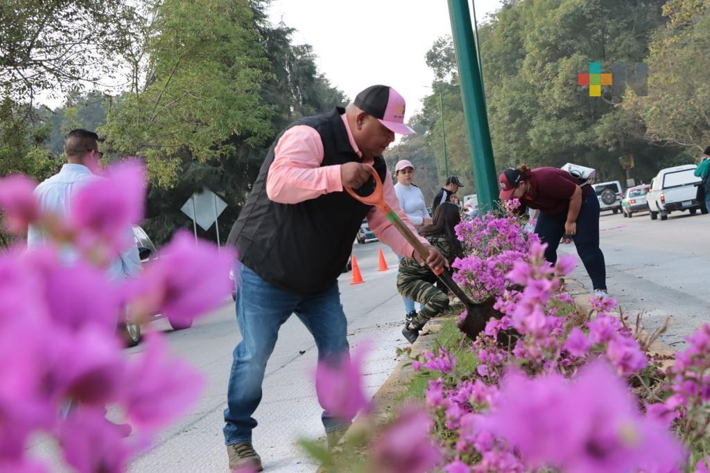 Participa Eric Cisneros en mejoramiento urbano y siembra de árboles en tramo Xalapa-Coatepec