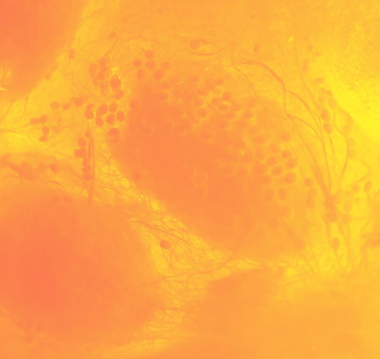 Presenta IVEC la exposición Bombyx mori: Microtejidos, muestra de Siglinde Langholz