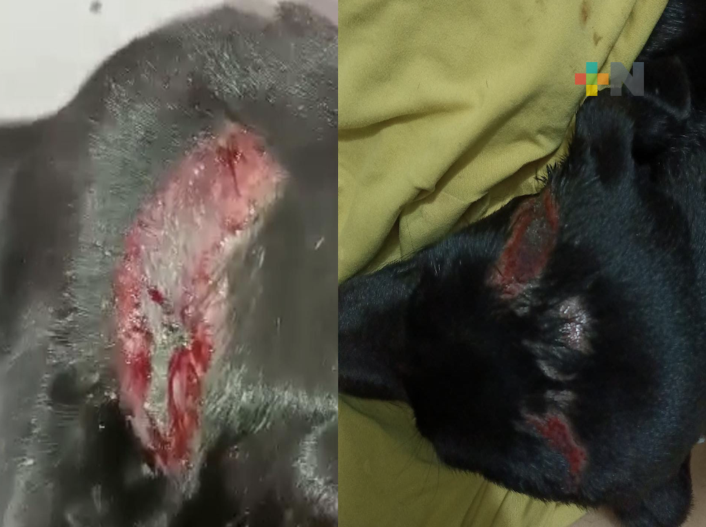 Reportan maltrato animal, atacan con agua hirviendo a canino de raza criolla