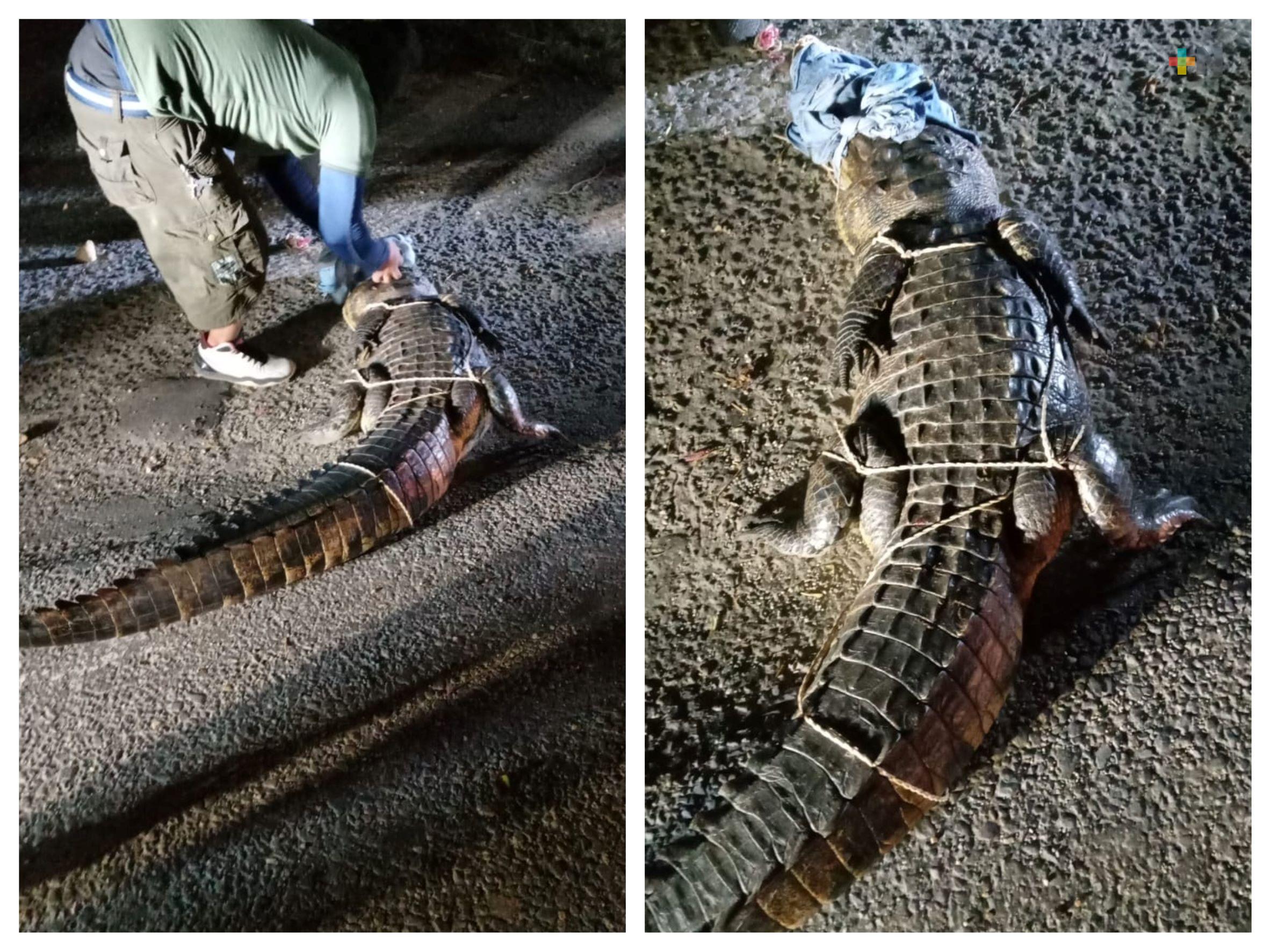 Capturan cocodrilo en carretera de Coatza para evitar su atropellamiento