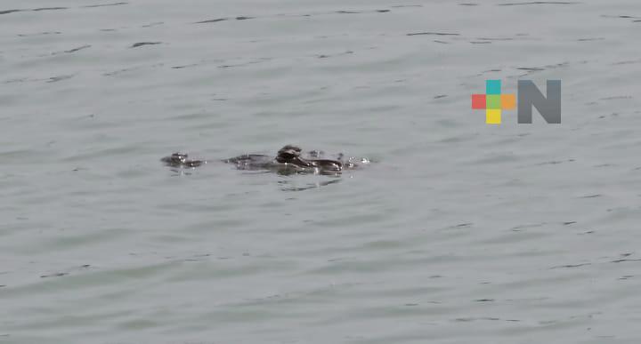 Ciudadanos y ONG rechazan retiro de cocodrilo de la laguna de Malibrán