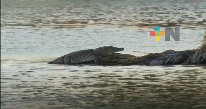 Más asociaciones se oponen a reubicación de cocodrilo de laguna Malibrán