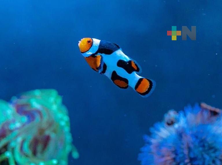 Este martes, gratis el acceso el Aquarium de Veracruz