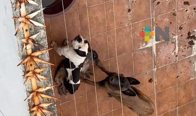 Procuraduría del Medio Ambiente no encontró maltrato animal en caso de perros
