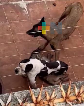 Sigue investigación por supuesto maltrato a perros; sólo constatan muerte de uno