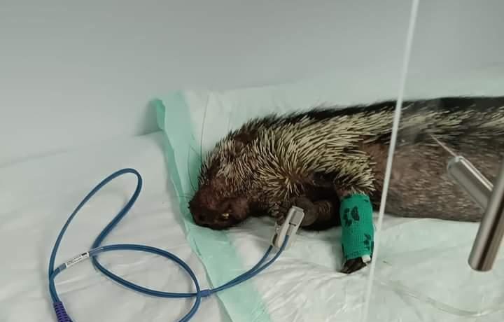 Otro caso de maltrato a fauna silvestre en Alvarado; esta vez atacaron un puercoespín