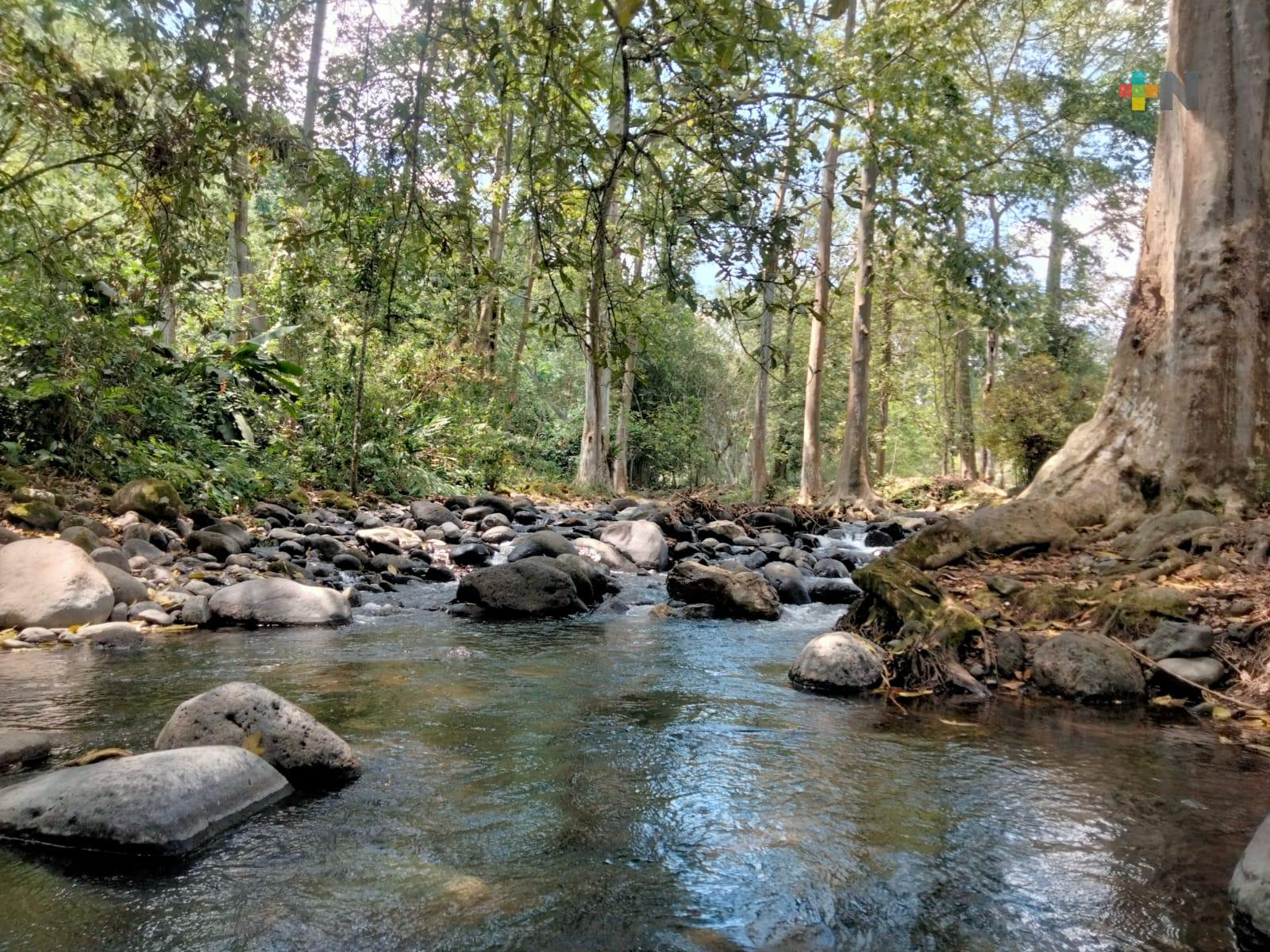 Se debe conservar vegetación para mantener cauce de río Pixquiac