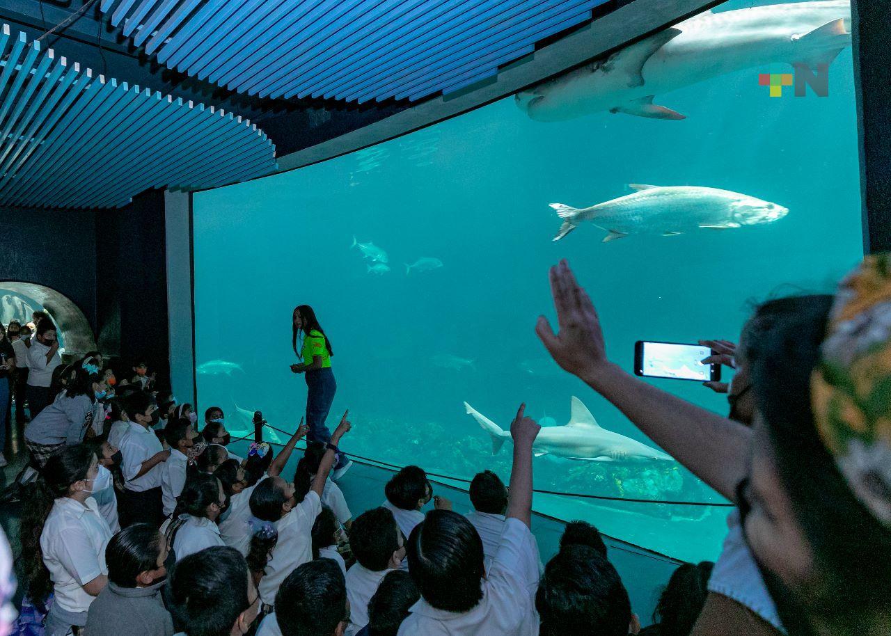7 mil 500 personas disfrutaron del martes gratuito del Aquarium de Veracruz