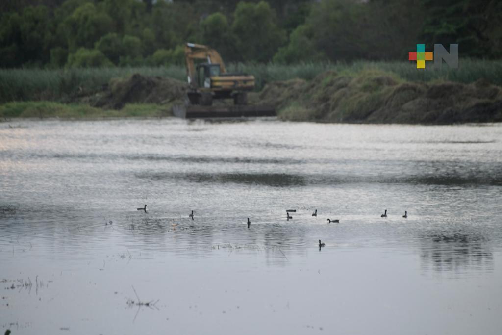 A 15 días de iniciar de su limpieza, fauna regresa a la laguna Lagartos