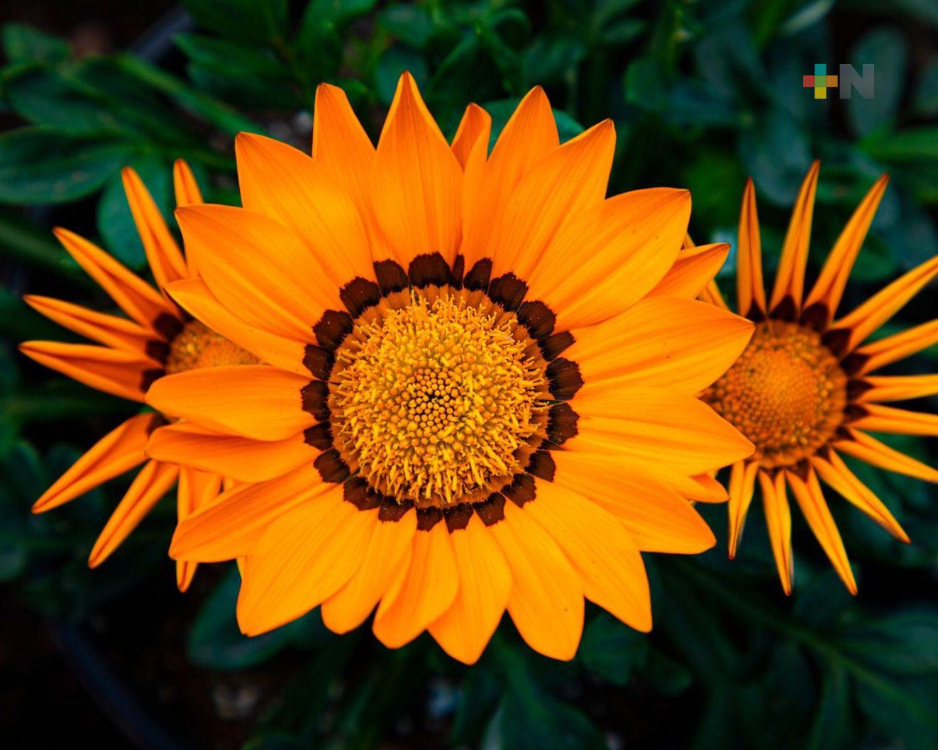 Invita Casa de la Cultura de Medellín al «Equinoccio de Primavera»