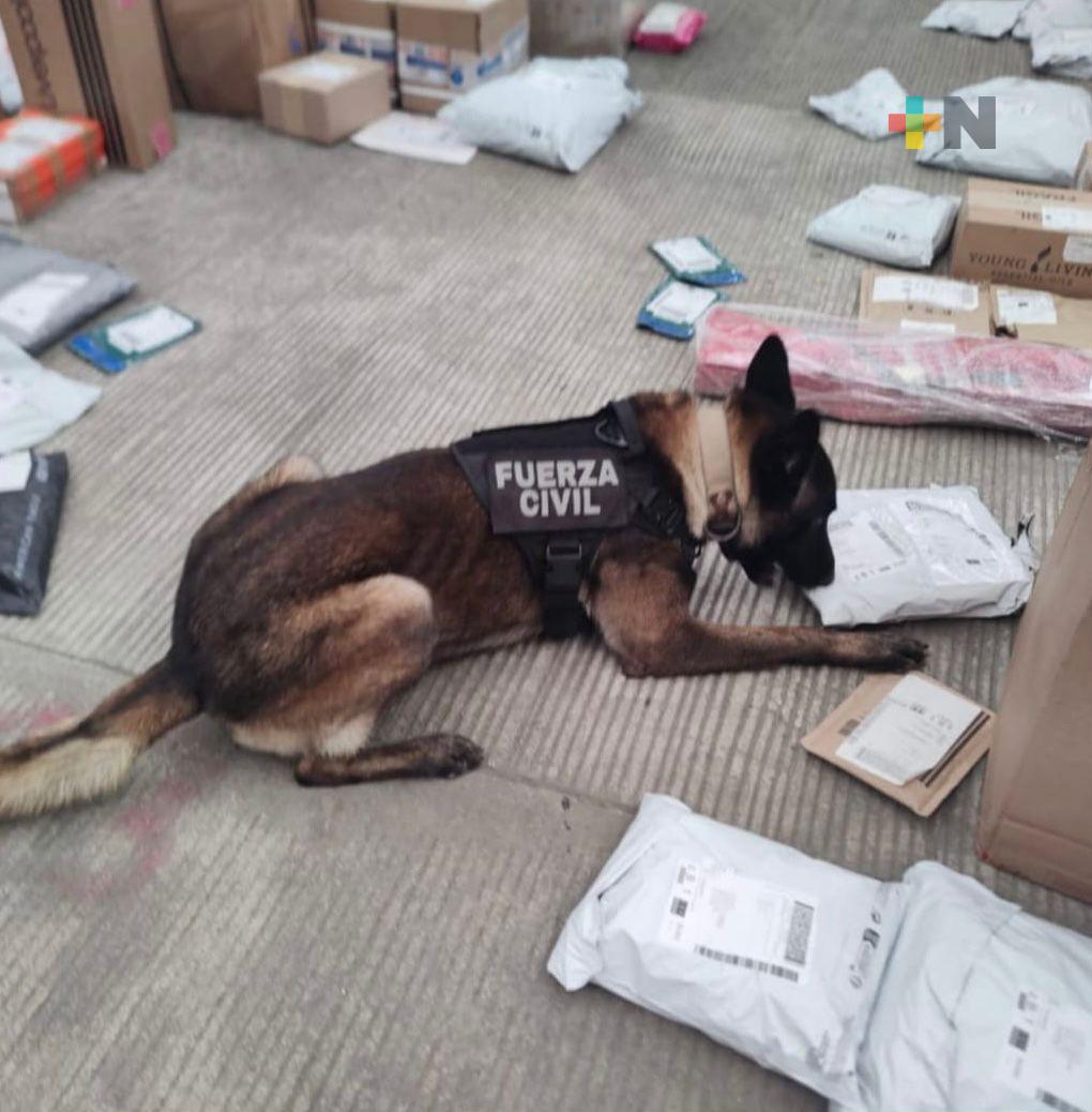 Asegura Compañía K9 de Fuerza Civil estupefacientes durante Operativo en Paqueterías