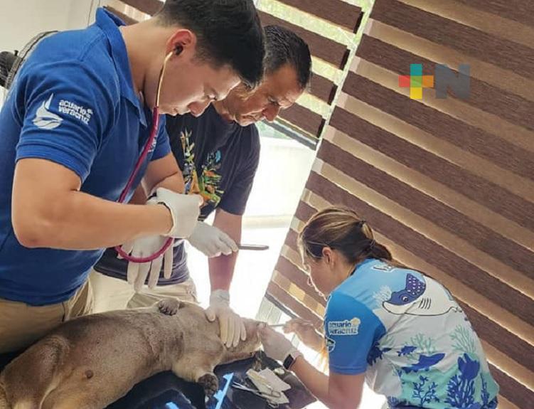 Trabajadores de Aquarium de Veracruz atiende a nutria Max
