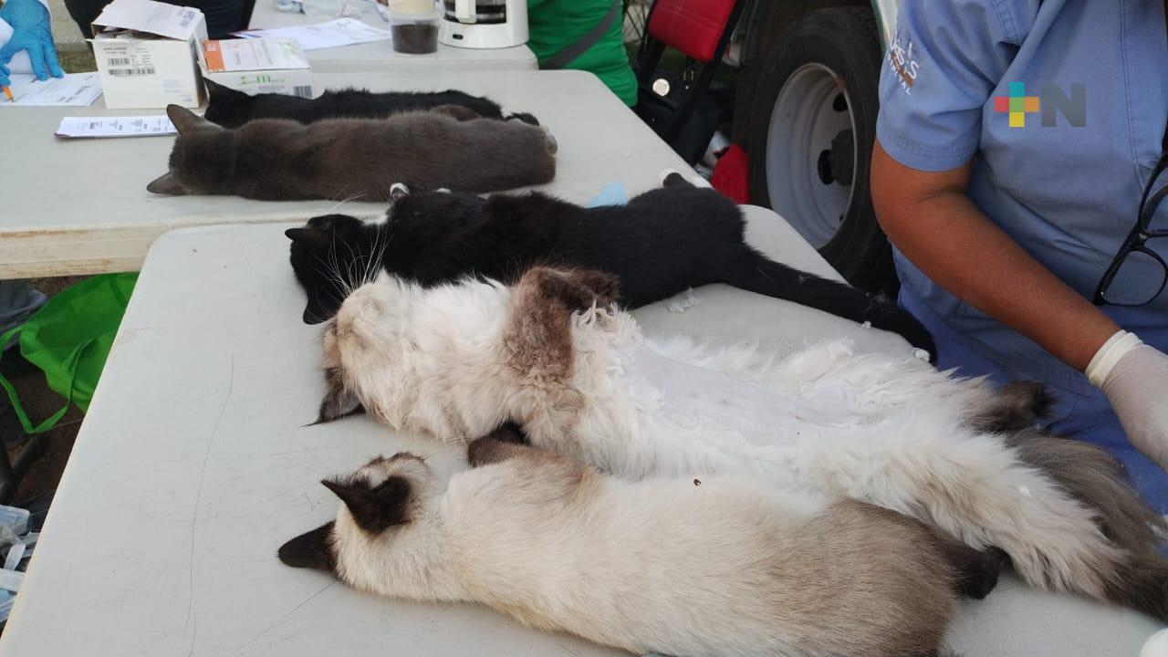Realizan campaña de esterilización felina en colonia Ferrocarrilera de Xalapa