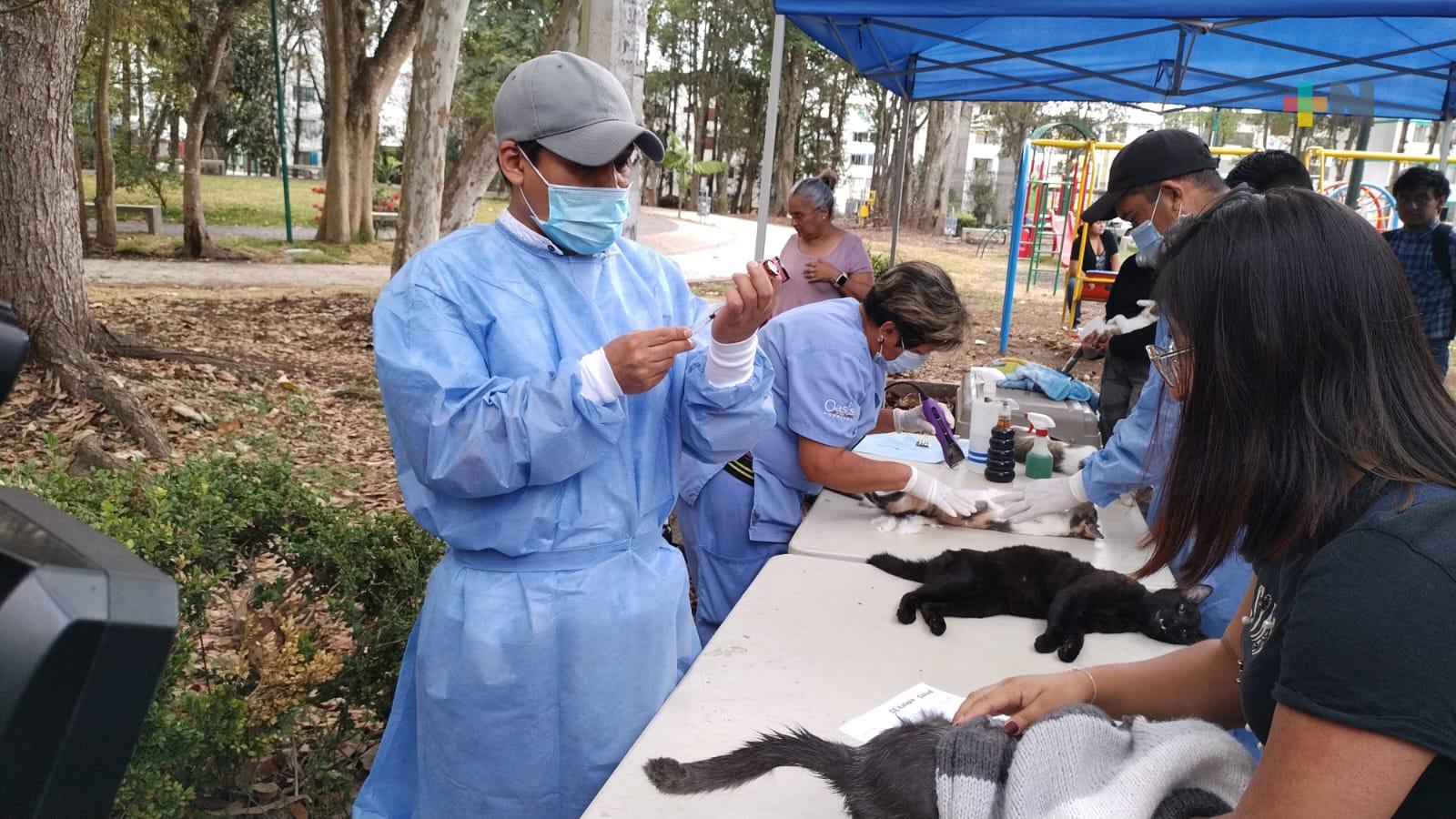 Continúan esterilizaciones felinas en situación de calle