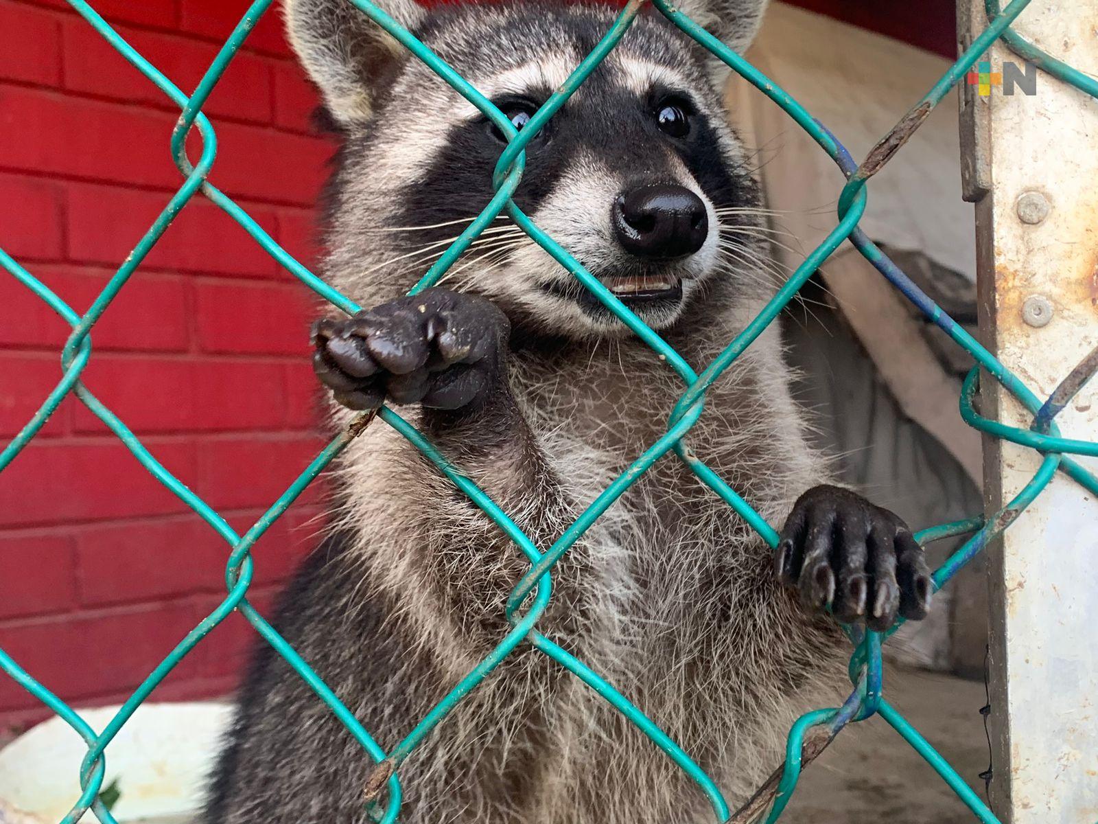 Fauna silvestre, la más afectada en incendios provocados por la basura