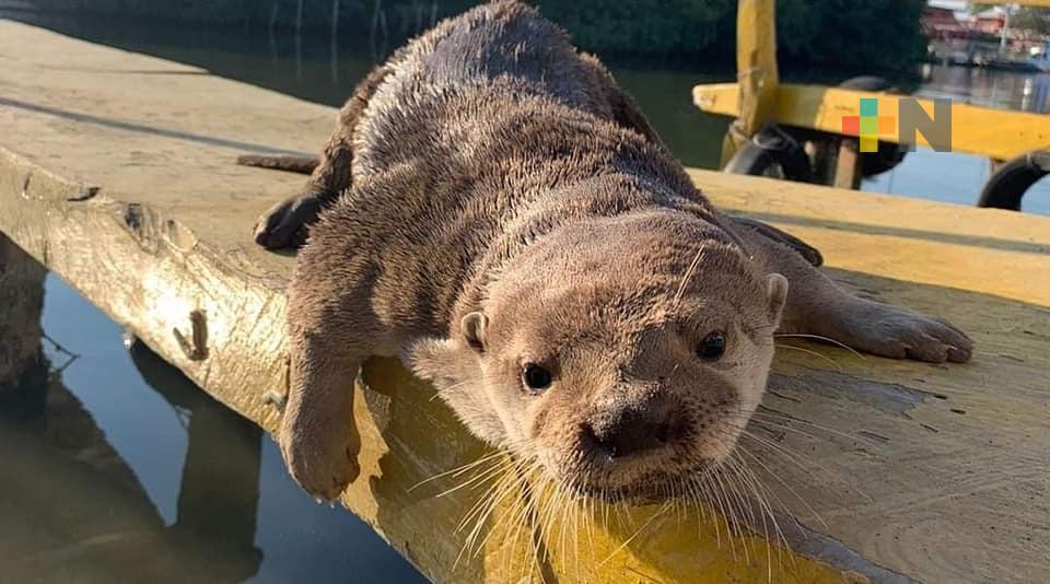 Atacan a Max, nutria de la laguna de Mandinga
