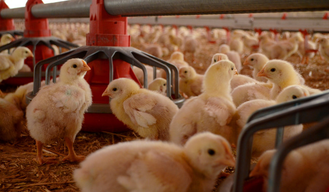 Levanta Agricultura cuarentena interna a la avicultura de Aguascalientes