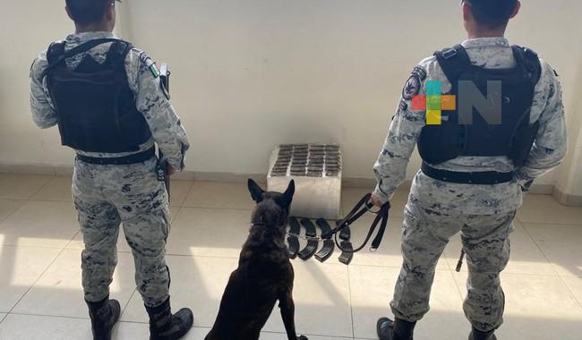 En Nuevo León, Guardia Nacional detecta cargadores y cartuchos útiles en empresa de mensajería