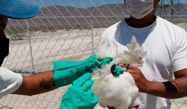 Identifica Agricultura influenza aviar AH5N1 en tres granjas de Aguascalientes