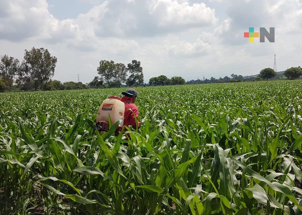 Este mes, Sader entregará fertilizantes a productores de granos; en Veracruz