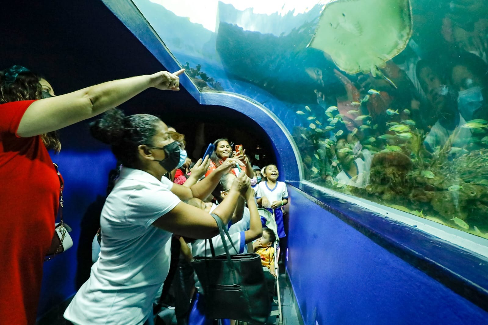 Abril histórico, Aquarium de Veracruz registra 96 mil visitantes