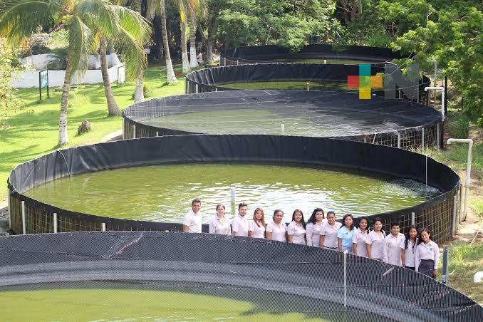 Logra alta capacidad de reproducción de tegogolos Tecnológico de Coatzacoalcos