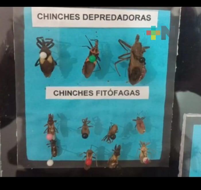 Insecto endémico en Veracruz produce mal de Chagas