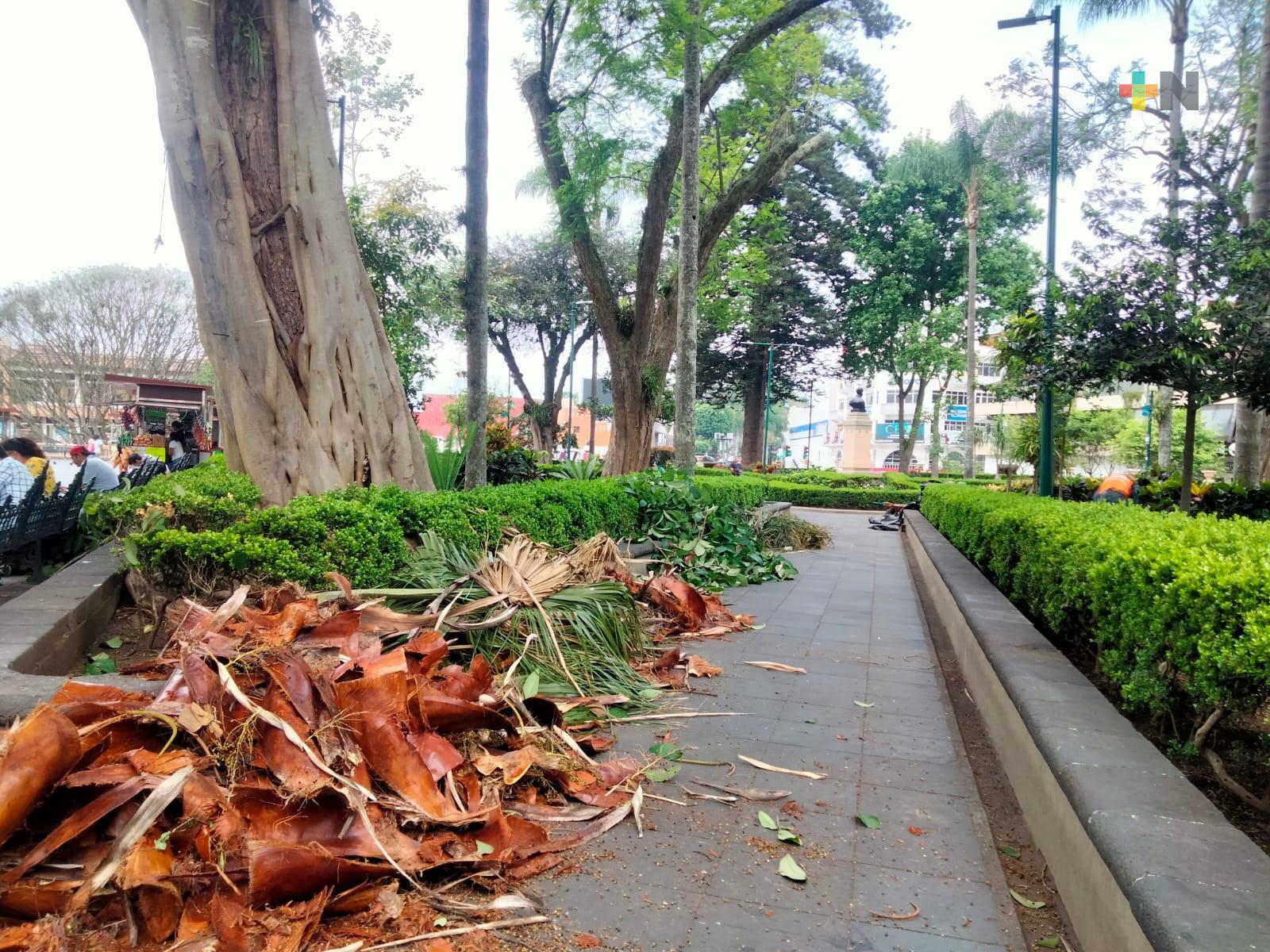 Continúan interviniendo árboles en el parque Juárez