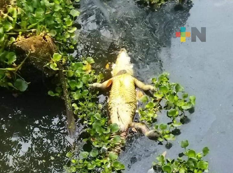 Encuentran sin vida a lagarto en arroyo de Las Choapas