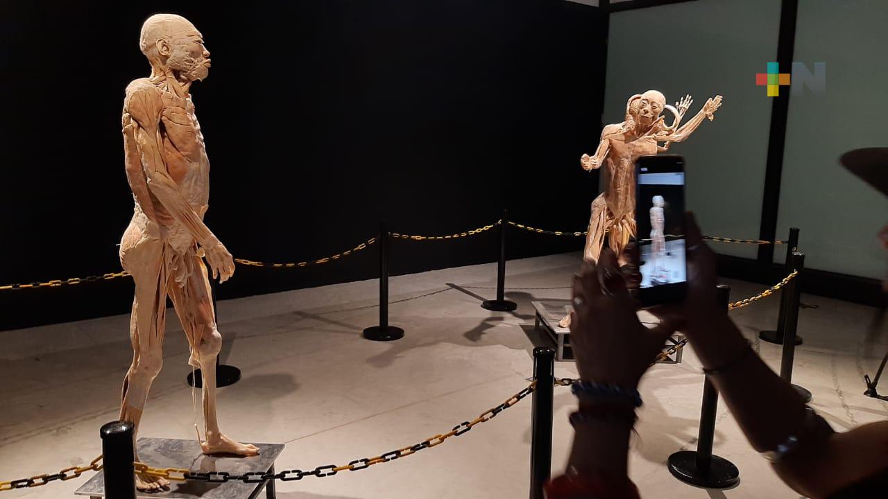 «Expo Bodies, cuerpos humanos reales» muestra órganos auténticos conservados