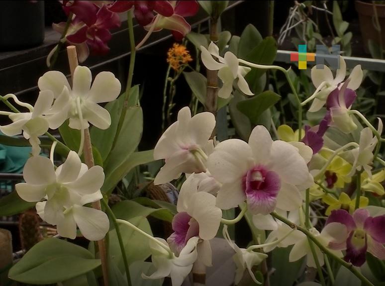 En Coatepec se cultivan más de cien variedades de orquídea; Veracruz alberga alrededor de 370 especies