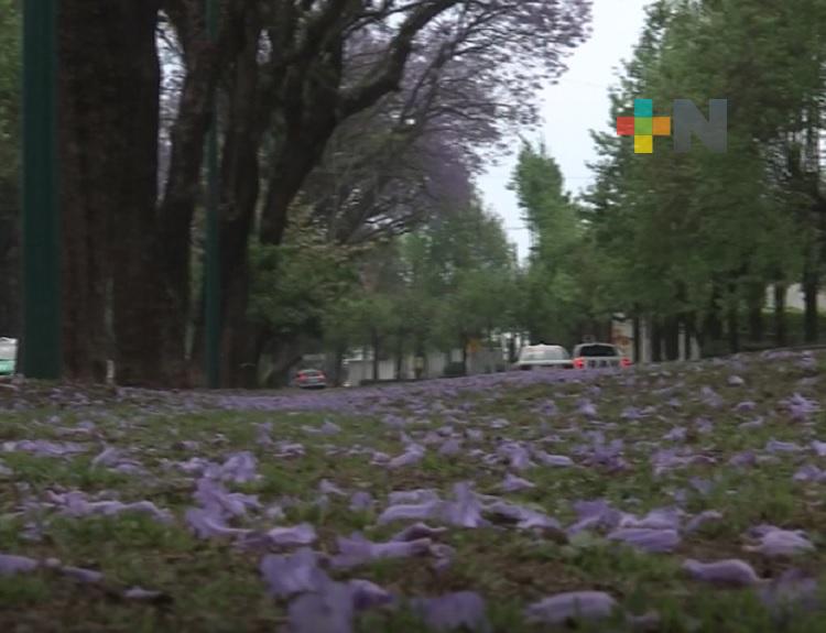 Jacarandas y bugambilias dan la bienvenida a visitantes de Xalapa y la región