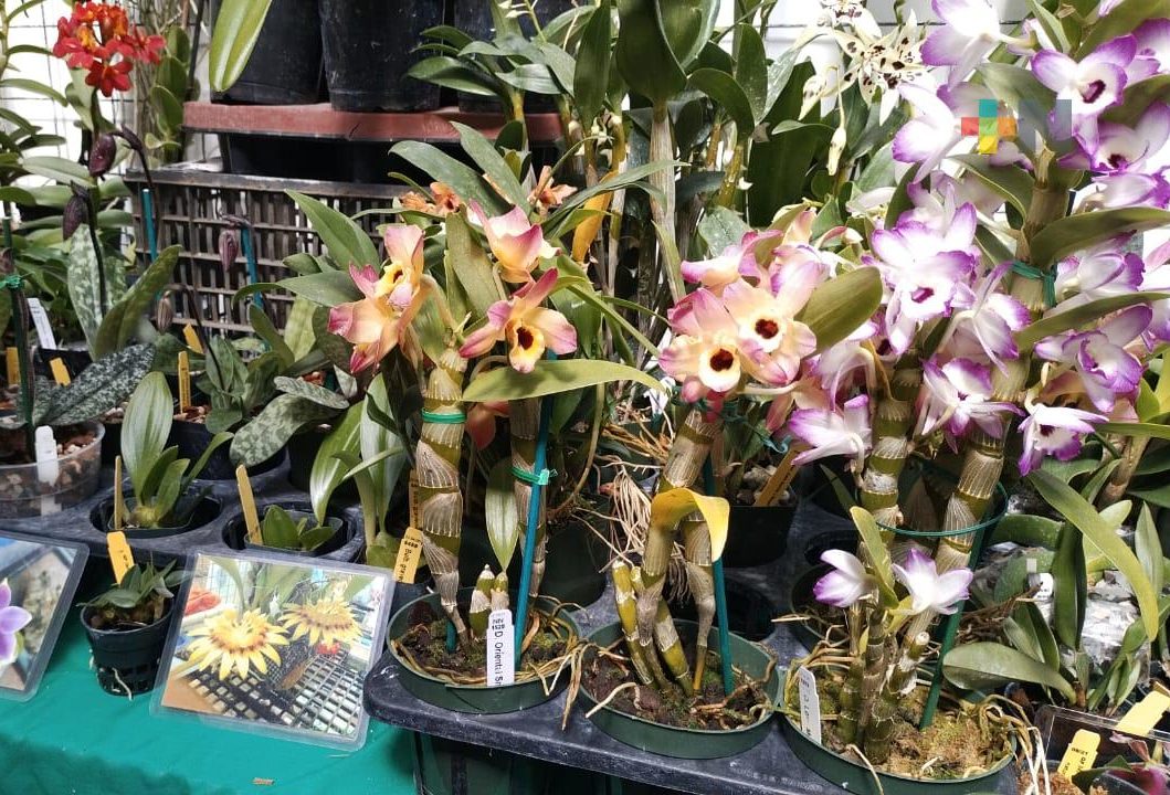 Concluye Festival Internacional de la Orquídea en Coatepec