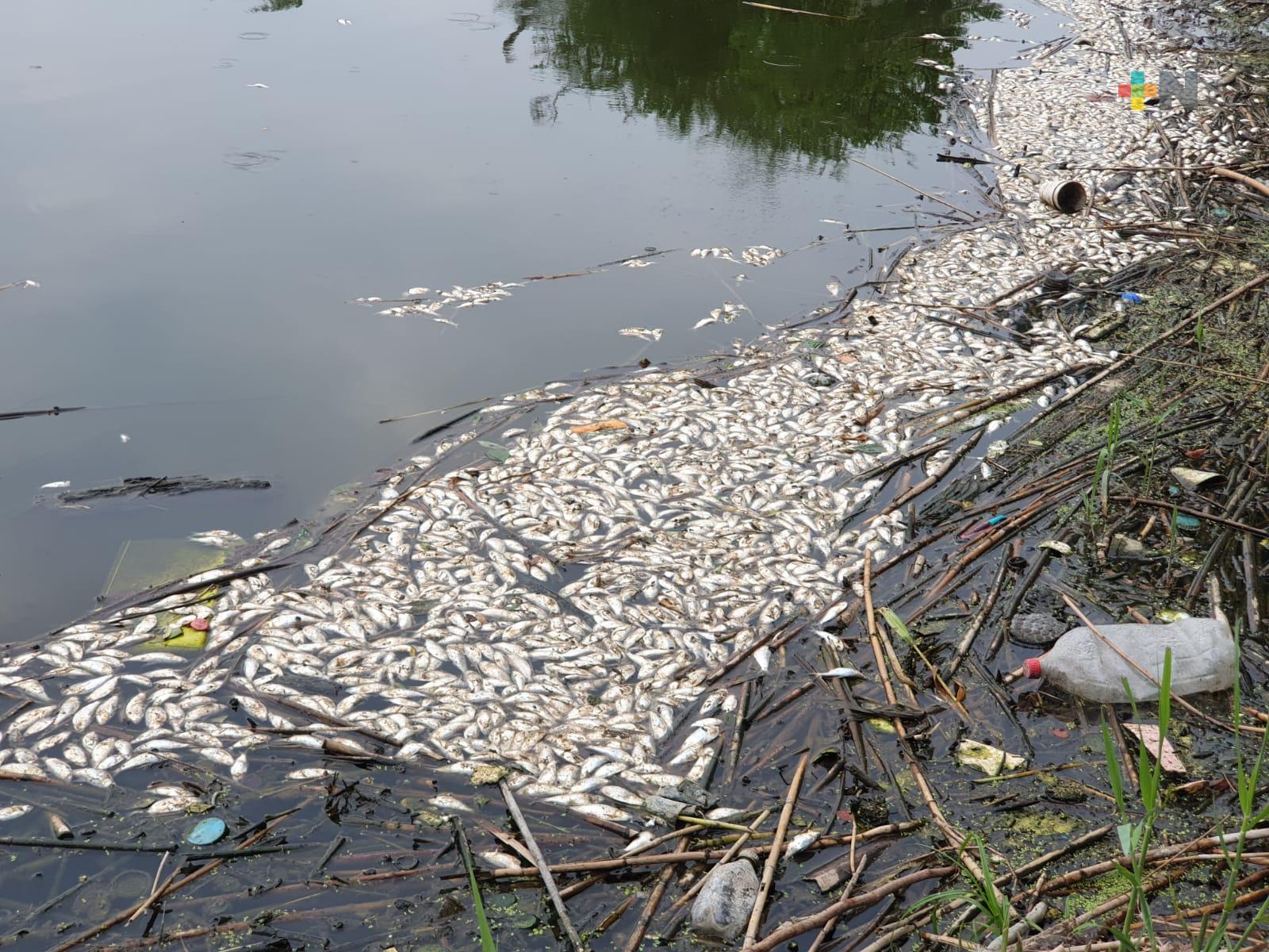 Peces muertos y basura en laguna de fraccionamiento habitacional de Medellín