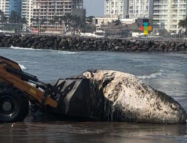 Procuraduría del Medio Ambiente confirma muerte de cachalote en playa de Boca del Río
