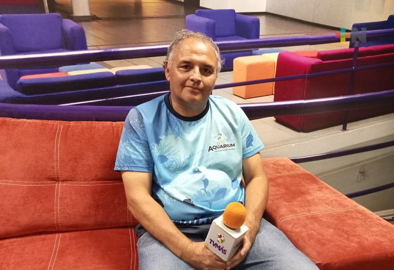 Piden no acercarse a animales marinos avistados en playas de Veracruz y Boca