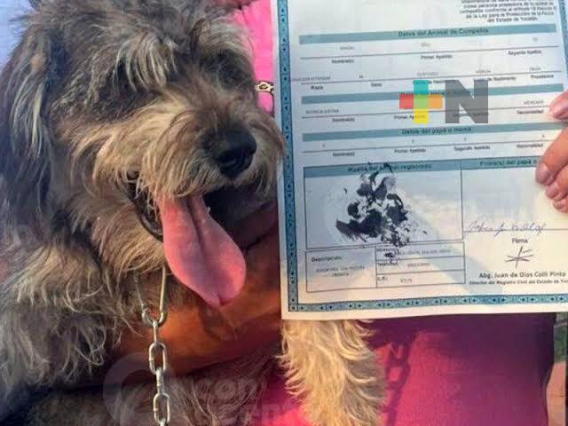 «Oficialito por un día», iniciativa de Veracruz que fomenta registro de mascotas