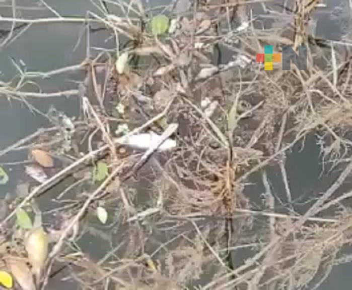 Reportan mortandad de peces en arroyo de Coatzacoalcos