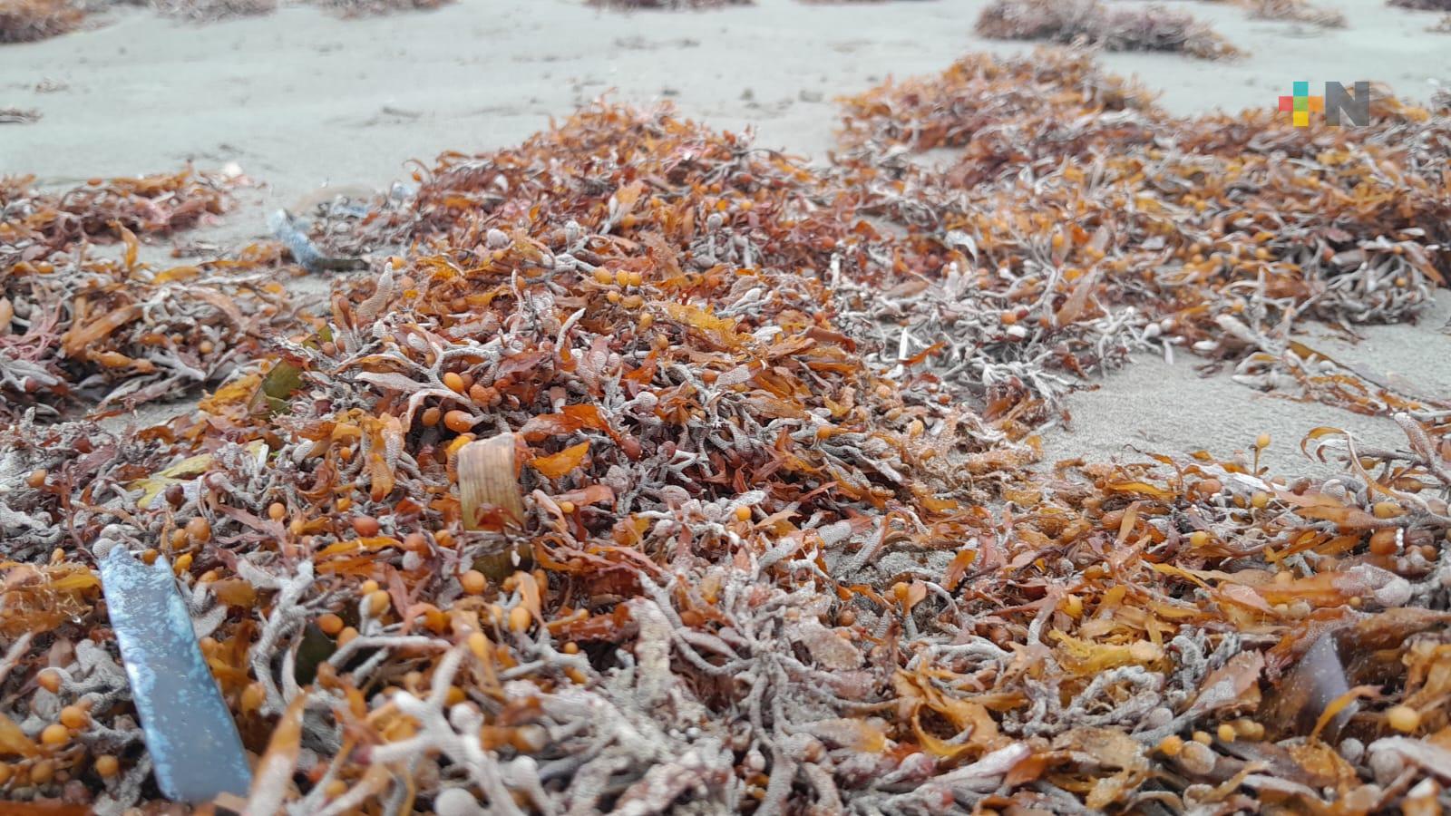 Se llena de sargazo playa Gaviotas de Boca del Río