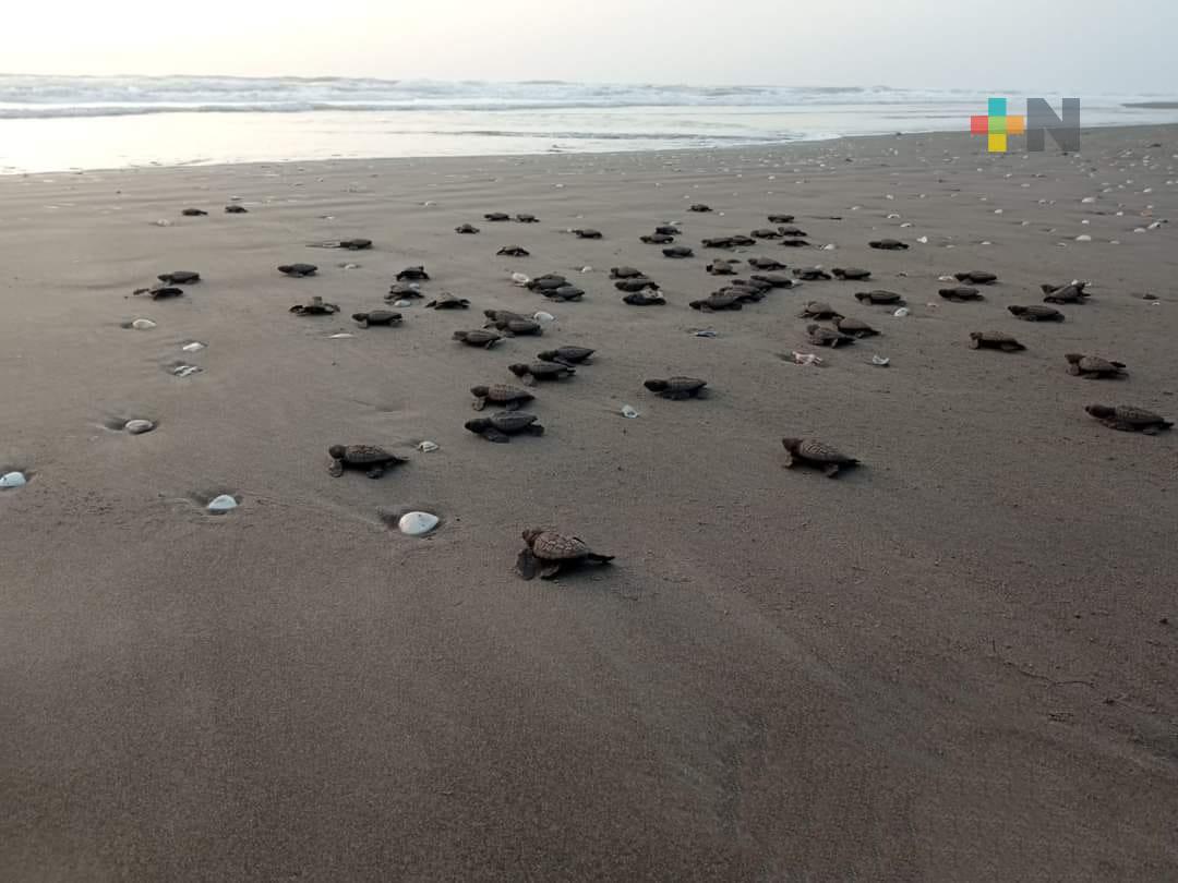 Convocan a voluntarios a participar en campamento tortuguero