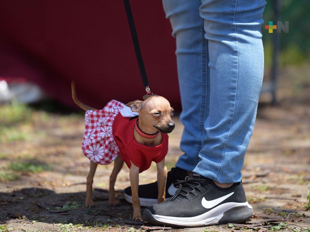 Registro Civil de Xalapa celebrará Día de la niña y del niño con registro de nacimiento de mascotas