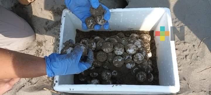 Resguardan PMA y Profepa 118 huevos de tortuga lora