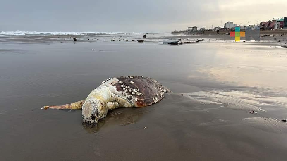 Una tortuga más, aparece tortuga muerta en playa de Coatza