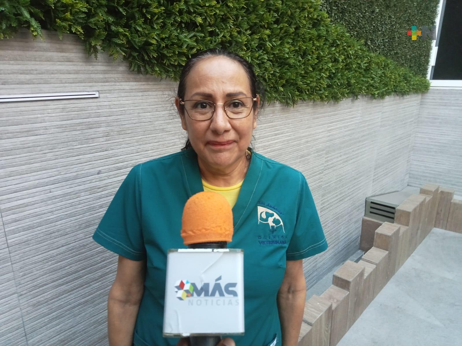 ¿Cómo prevenir un golpe de calor en mascotas?