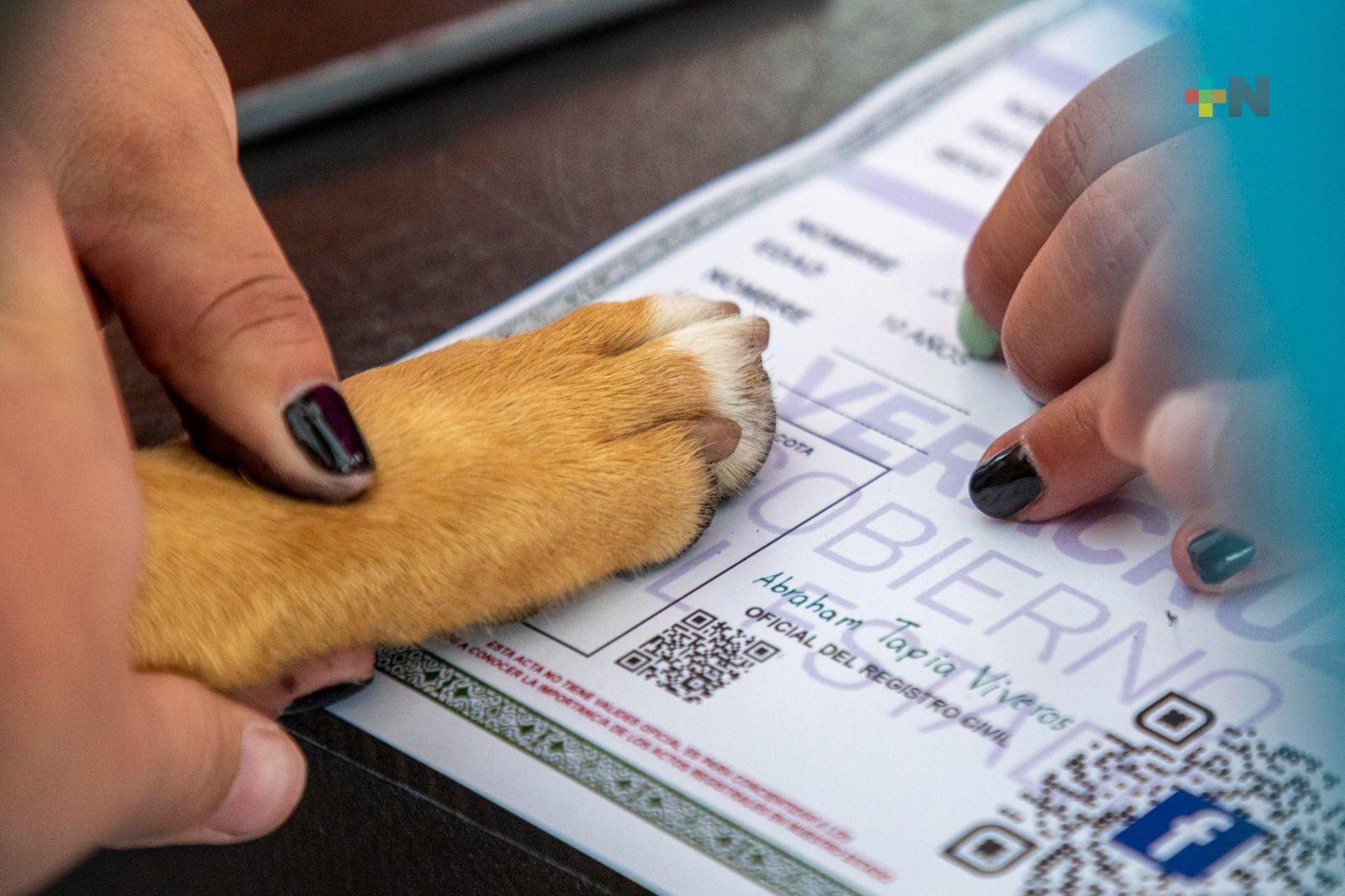 Cientos de mascotas reciben registro de nacimiento en Xalapa
