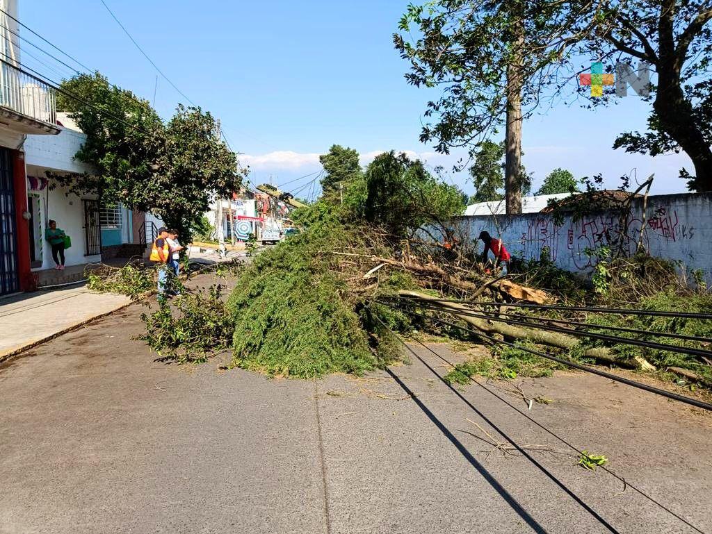 Ayuntamiento de Xalapa atiende diversas afectaciones por vientos del norte