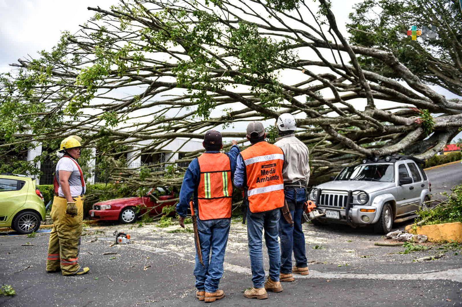 Árbol caído en avenida Encanto afecta a vehículos, cerca de Congreso del Estado