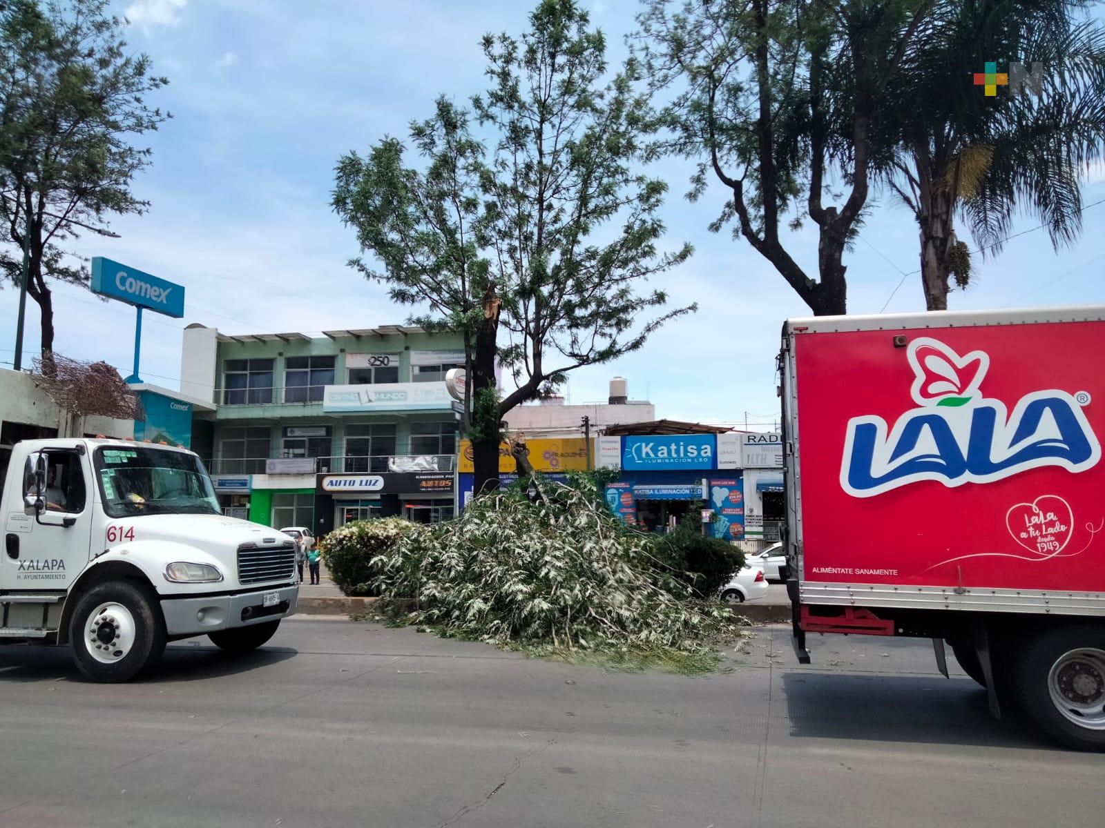 PC Municipal Xalapa atendió más de 60 emergencias por fuertes vientos del norte