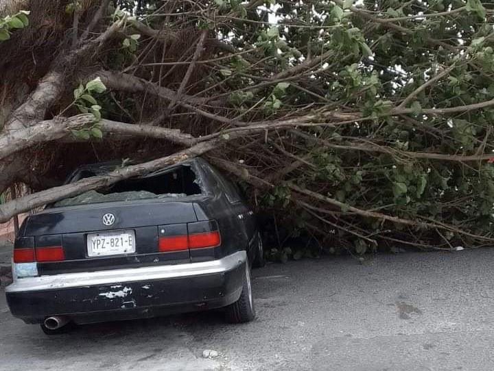 Reportan árboles caídos en zona centro del puerto