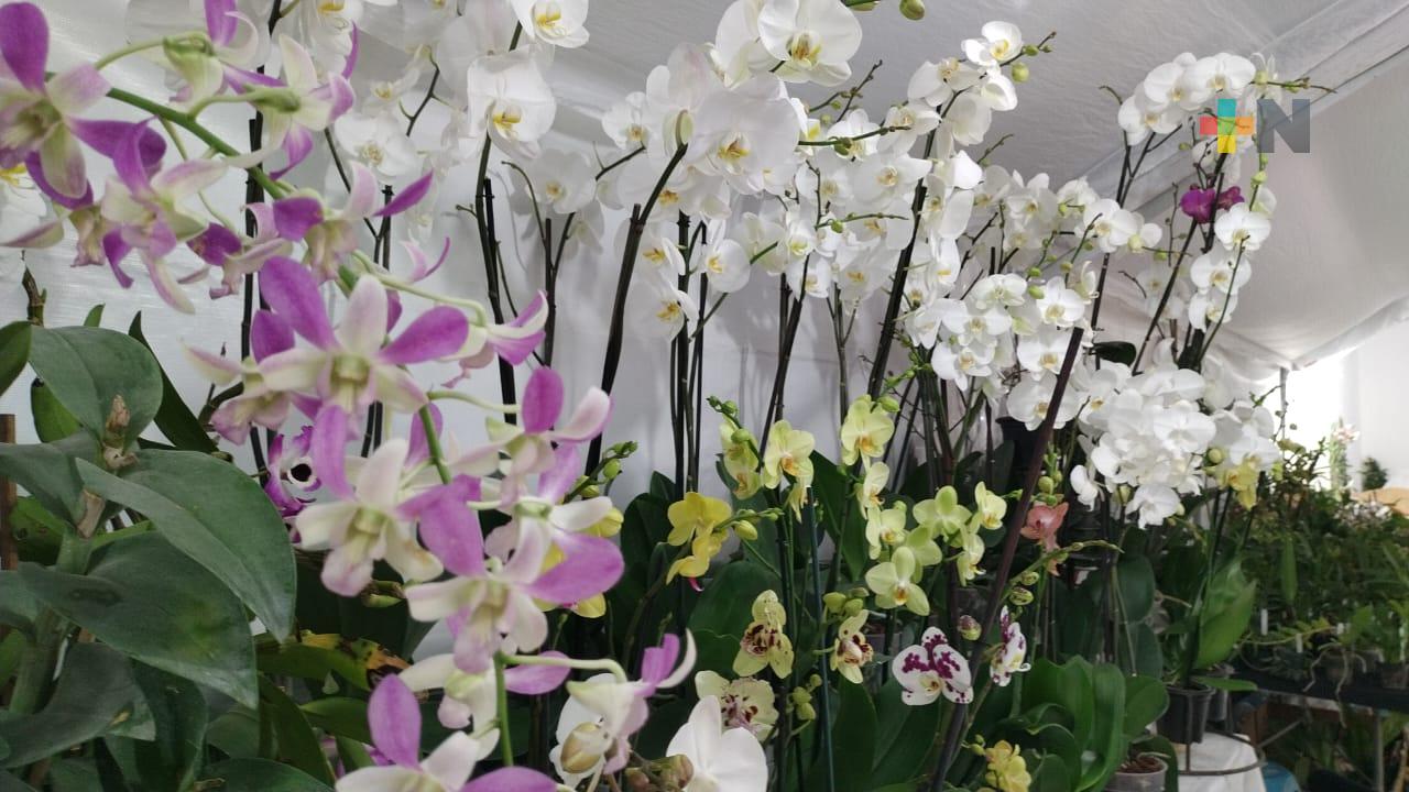 Más de 50 expositores participan en Festival Internacional de la Orquídea 2023